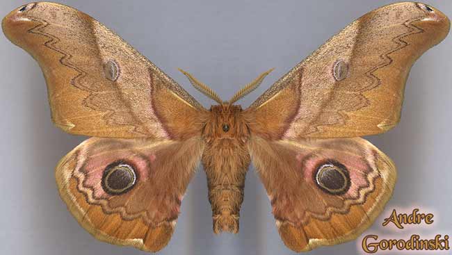http://www.gorodinski.ru/saturniidae/Caligula japonica 2.jpg